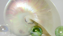 Vỏ ốc anh vũ xà cừ (White Pearl Nautilus Seashell)