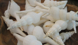 Vỏ ốc con quay trắng (White Spindle Shells)