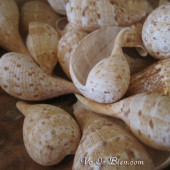 Vỏ ốc trái sung (Spotted Fig Shell)