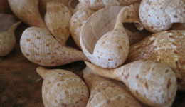 Vỏ ốc trái sung (Spotted Fig Shell)