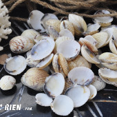 Vỏ sò còm cọp (Gafrarium tumidum clam)