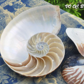 Vỏ ốc mực anh vũ cắt (Sliced Natural Nautilus Seashell)