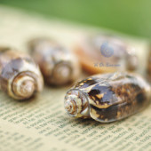 Vỏ ốc Olive Snails miệng cam (Orange-mouth Olive Snails)