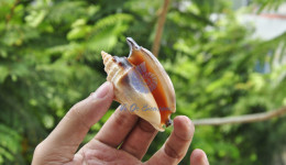 Vỏ ốc nhảy Bulla (Strombus Bulla Seashell)