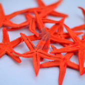 Sao biển nhí màu cam (Orange Mini Starfish)