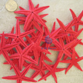 Sao biển nhí nhuộm đỏ (Red Mini Starfish)