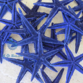 Sao biển nhí nhuộm xanh (Blue Mini Starfish)