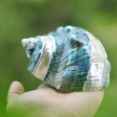 Vỏ ốc khảm xanh nhỏ kẻ vạch lớn (Pearl Banded Green Snail Shell)
