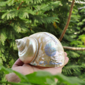 Vỏ ốc khảm xanh nhỏ mài xà cừ (Polished Pearled Green Snail Shell)