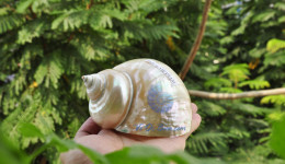 Vỏ ốc khảm xanh nhỏ mài xà cừ (Polished Pearled Green Snail Shell)