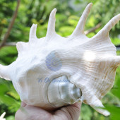 Vỏ ốc tai bẹ trắng lớn (Lambis Truncata Seashell)
