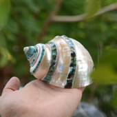 Vỏ ốc khảm xanh nhỏ kẻ vạch mảnh (Pearl Banded Green Snail Shell)