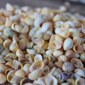 Vỏ ốc hạt bắp (Corn Shells)