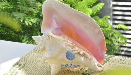 Vỏ ốc bẹ hồng (Pink Conch Shell)