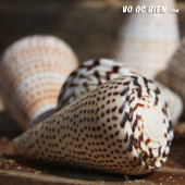 Vỏ ốc cối hột mè (Leopard Cone Shell)