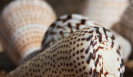Vỏ ốc cối hột mè (Leopard Cone Shell)