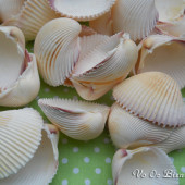 Vỏ sò dương trắng (Prickly Cockle Sea Shells)