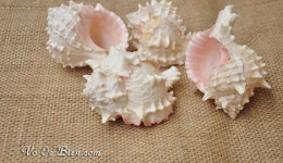 Vỏ ốc gai miệng hồng (Rose Murex Shell)