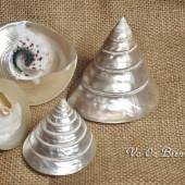 Vỏ ốc nón đen xà cừ (Top Shell Polished Pearl)