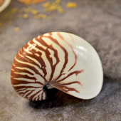 Vỏ ốc mực anh vũ (Chambered Nautilus)