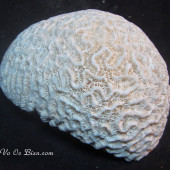 Hoa biển Brain Coral