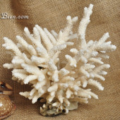 Nhánh hoa biển Tree Coral sừng
