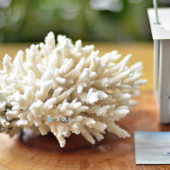 Nhánh hoa biển Table Coral