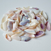 Vỏ chem chép nhí trắng (Coquina Sea Shells)