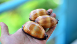 Vỏ ốc heo Chocolate (talparia talpa shell)