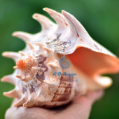 Vỏ ốc sọ dừa mũ vua (Imperial Volute Shells)