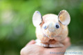 Chuột hamster vỏ sò ốc QLN17