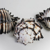 Vỏ ốc gai đen (black murex shell)