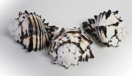 Vỏ ốc gai đen (black murex shell)