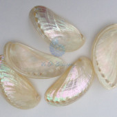 Vỏ bàu ngư vành tai khỉ (Pearl Abalone Shells)