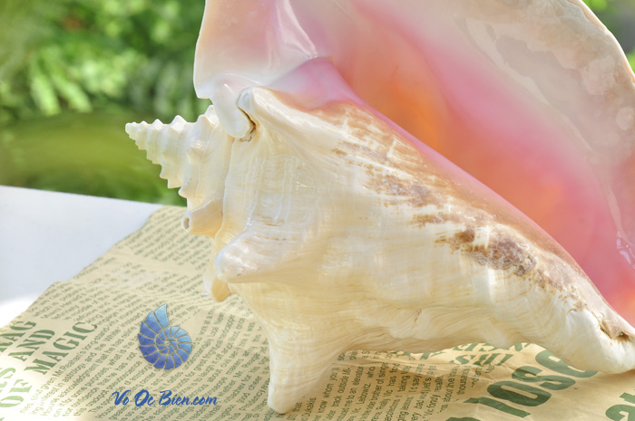 Vỏ ốc bẹ hồng (Pink Conch Shell)