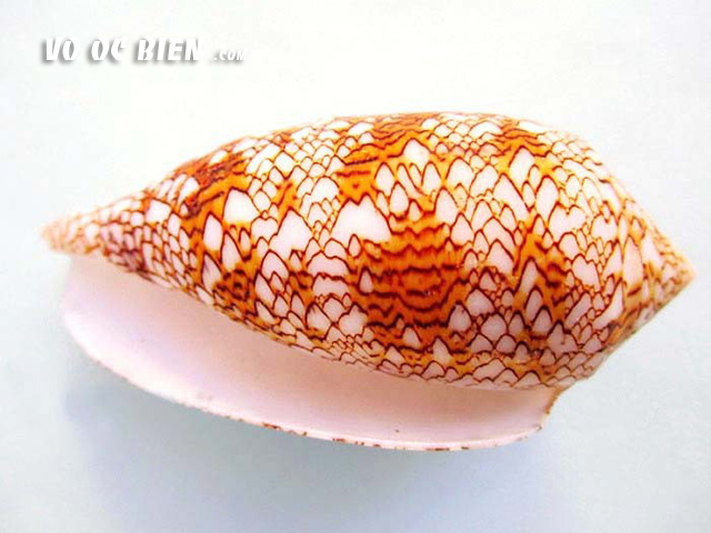 Vỏ ốc cối bông (Feathered Cone)