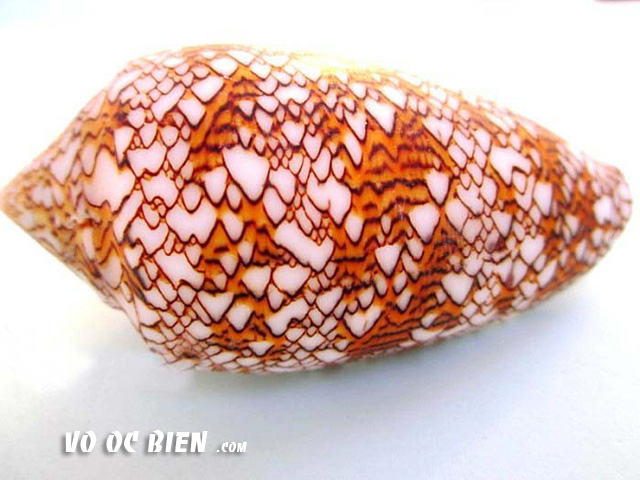 Vỏ ốc cối bông (Feathered Cone)