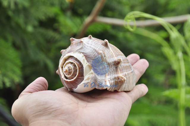 Vỏ ốc đá mũ vua (Pacific Crown Conch) - hình chụp tại VoOcBien