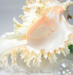 Vỏ ốc gai trắng (Ramosus Murex Seashell)