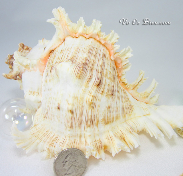 Vỏ ốc gai trắng (Ramosus Murex Seashell)