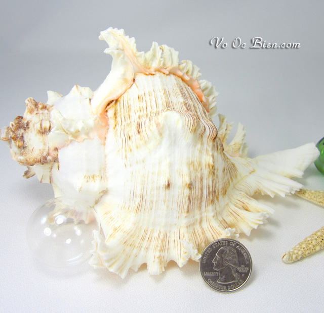 Vỏ ốc gai trắng (Ramosus Murex Seashell)