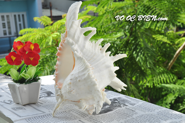 Vỏ ốc gai trắng (Ramosus Murex Seashell)