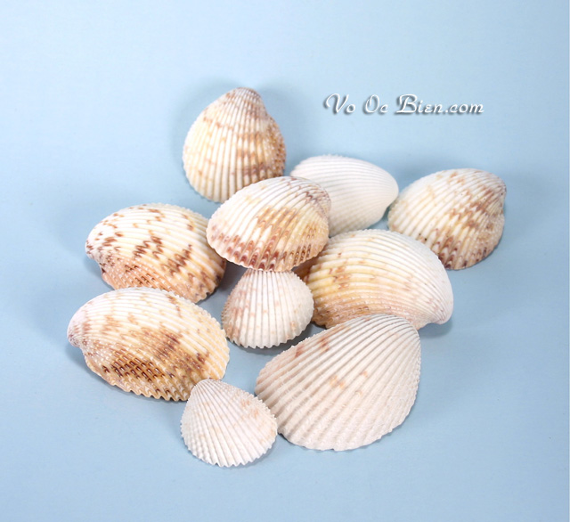 Vỏ sò dương đốm (Prickly Cockle Sea Shells)
