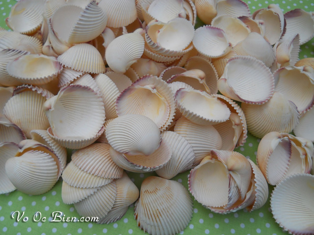 Vỏ sò dương (Prickly Cockle Sea Shells)