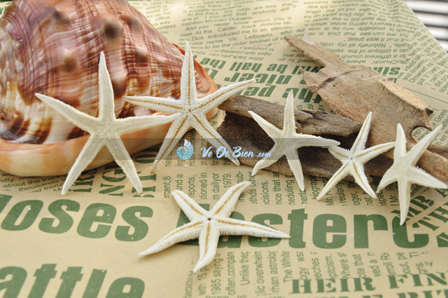 Sao biển nhỏ (Little Starfish)
