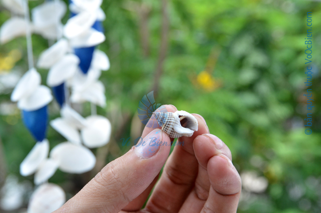 Vỏ ốc bùn (Necklace Nassa) - © bản quyền hình ảnh thuộc VoOcBien