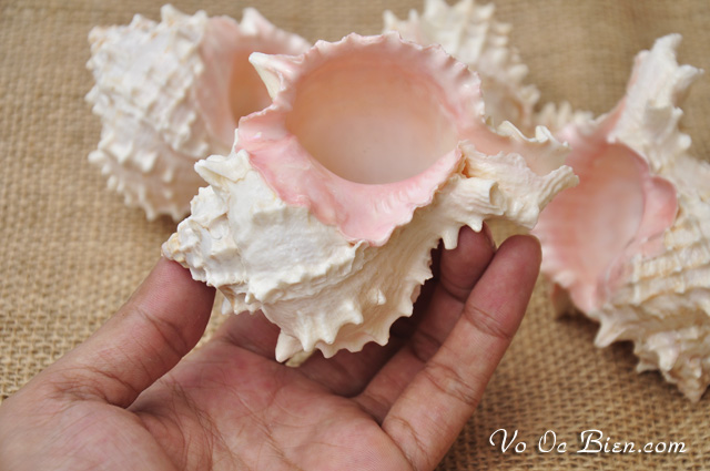 Vỏ ốc gai miệng hồng (Rose Murex Shell)