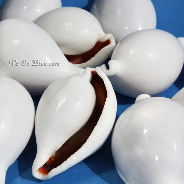 Vỏ ốc sứ trắng - trứng gà (Great Egg Shell)