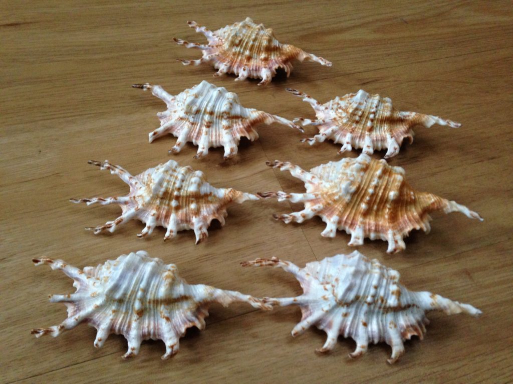 Vỏ ốc bò cạp (Scorpion Conch Seashell)