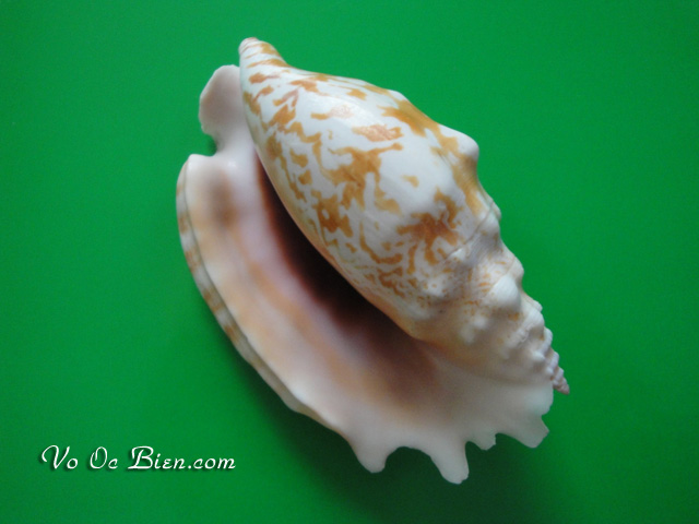 Vỏ ốc bàn tay miệng tím (Strombus Sinatus Shell)